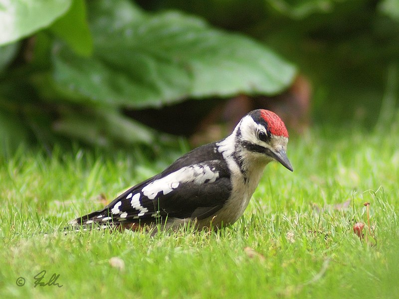 Spotted Woodpecker, immat.   © Falk 2017